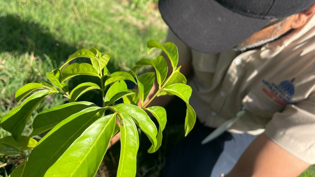 Medio Ambiente planta más de 14,000 árboles en varias provincias